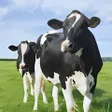 プログラムのアイコン：Cow Wallpapers