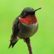 Ikona programu: Hummingbird Tracker