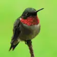 Hummingbird Tracker