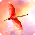 Ícone do programa: Flamingo Wallpaper