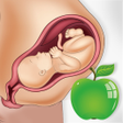 プログラムのアイコン：Pregnancy Tips Diet Nutri…