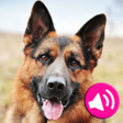 Иконка программы: Animal sounds