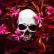 Ikona programu: Skull Wallpapers