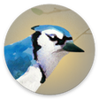 プログラムのアイコン：Dawn Chorus