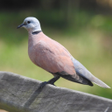 Ikona programu: Red turtle dove bird soun…