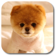 Icon of program: Pom Dog Live Wallpaper