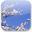Icon of program: Cherry Blossoms