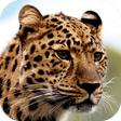 プログラムのアイコン：Leopard Wallpapers