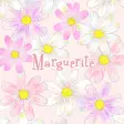 Flower wallpaper-Marguerite-