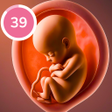 プログラムのアイコン：Pregnancy  Baby Tracker
