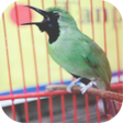 Ikon program: Master Kicau Cucak Ijo Ju…