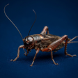 プログラムのアイコン：Cricket Sounds