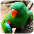 程序图标：Parrot Wallpaper