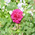 Icon of program: Only Roses Show