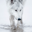 Biểu tượng của chương trình: Wolves live wallpaper