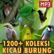 1500 Suara Kicau Burung MP3