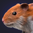Ikon program: Hamster Clicker Earn Coin…