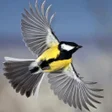 程序图标：Flying Bird