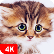 程序图标：Cute Animal Wallpapers 4K