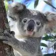 Talking to the Koala