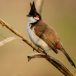 Red- whiskered bulbul Sounds ~ Sboard.pro