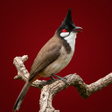 程序图标:Red- whiskered bulbul Sou…