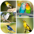程序图标：Masteran Semua Jenis Buru…