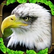 Icoon van programma: Eagle Simulator