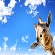 Ikon program: Giraffe Wallpaper HD Cust…