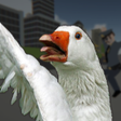 Goose City Rampage icon