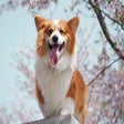 Icoon van programma: Corgi The News