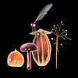 Icoon van programma: Botanicula