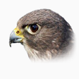 Icon of program: Falco Icon Studio