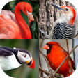 プログラムのアイコン：Bird World - Quiz about F…