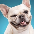 프로그램 아이콘: Dog Breed Training: Pet T…