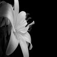 Icon of program: Black White Wallpaper HD …