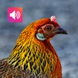 Red junglefowl Female Sound