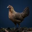 ไอคอนของโปรแกรม: Red junglefowl Female Sou…