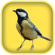 Icon of program: Bird Whistling Sounds