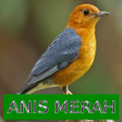 程序图标：Master Kicau Anis Merah