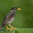 أيقونة البرنامج: Myna Bird Calls