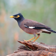 Myna Bird Calls