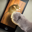 程序图标：Mouse game toy for cats