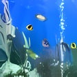 Icon of program: Aqua 3D Screensaver