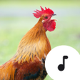 Symbol des Programms: Rooster Sounds