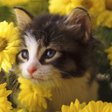 プログラムのアイコン：Cat Jigsaw Puzzles