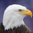 أيقونة البرنامج: Eagle Bird Wild Life Sim …