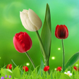 ไอคอนของโปรแกรม: Flowers HD Wallpapers