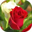 プログラムのアイコン：Flower Rose Live Wallpape…
