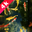 Ikona programu: Wallpapers-video wallpape…